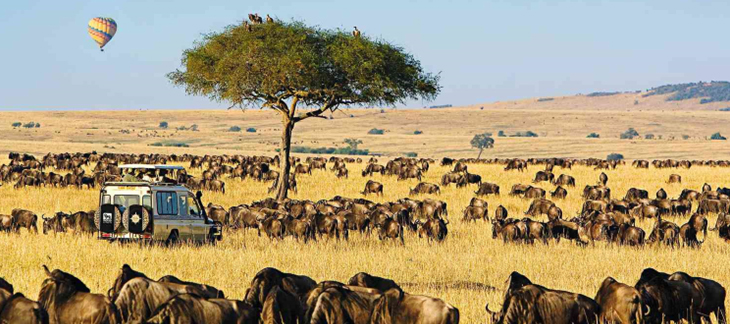 Top 10 Best African Safari Tours in South Africa