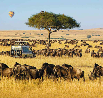 Top 10 Best African Safari Tours in South Africa